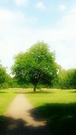 Trees on grassy field