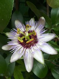 Close-up of purple flower