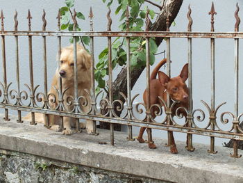 Dog on railing