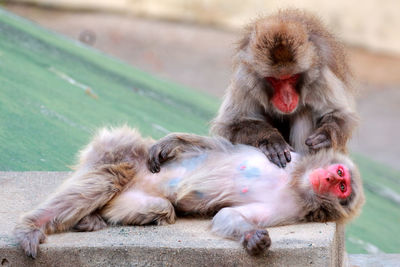 Japanese macaque monkeys relaxing outdoors