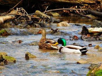 Ducks swimming in lake