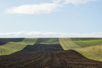 Scenic view of agricultural field against sky