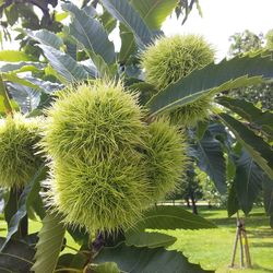 Close-up of coconut palm tree
