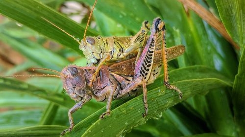 Close-up of insects on plant