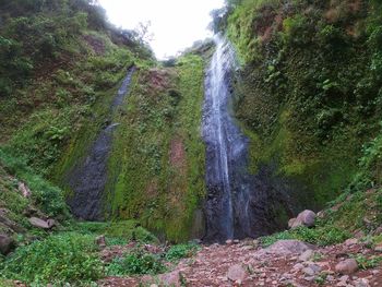 Scenic view of waterfall in forest