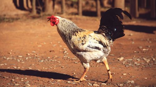 Close-up of chicken