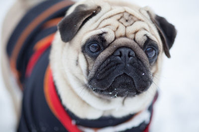 Pug dog on snow