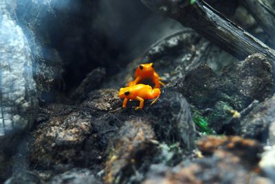 Close-up of crab on rock by water