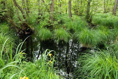 Scenic view of lake in forest