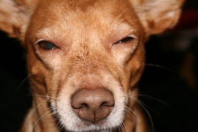 Close-up portrait of dog