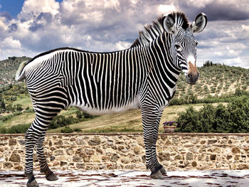 Animal standing in field