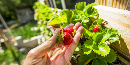 Midsection of person holding fruits