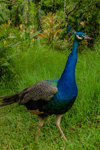 Peacock in a field