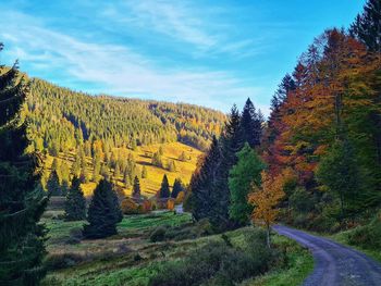 Scenic view of road amidst trees against sky during autumn