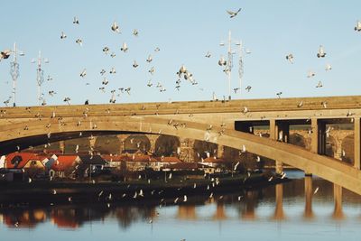 Birds flying over river in city against clear sky
