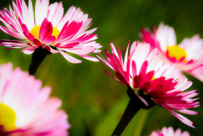 Close-up of pink flowering plants