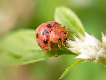 Ladybug close-up of insect on plant