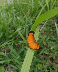 Close-up of butterfly on grass