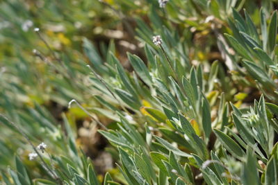 Close-up of plants growing on field