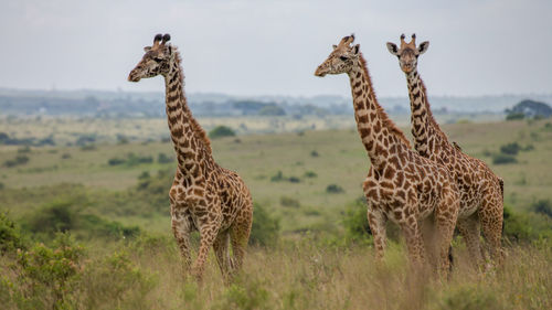 Giraffe in the wild, africa