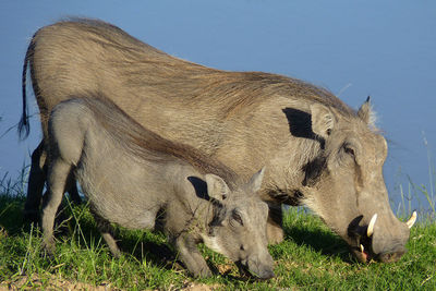 Close-up of cow on field against clear sky