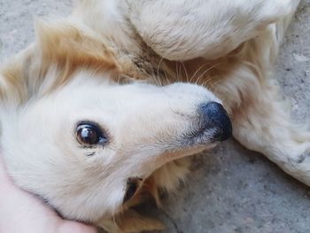 High angle view of puppy