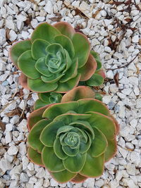 Directly above shot of succulent plant on field 