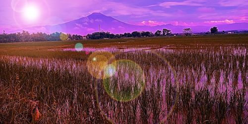 Scenic view of field against sky during sunset