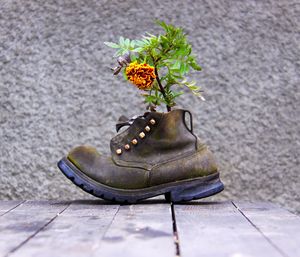 Potted plant in boot on table