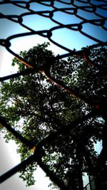 Low angle view of tree against sky