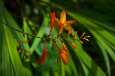Close-up of flowering plant