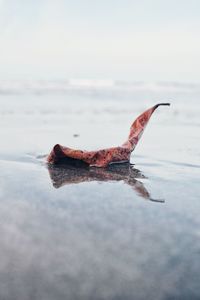 Close-up of lizard on the beach