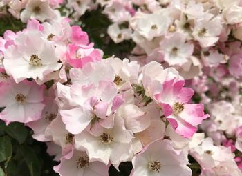 Close-up of pink flowers blooming on tree