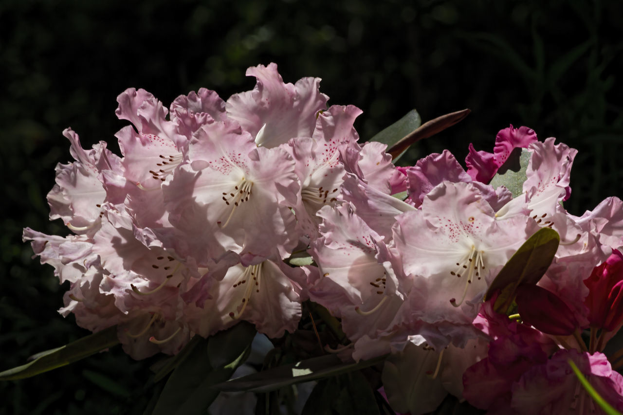 CLOSE-UP OF PINK CHERRY BLOSSOM OUTDOORS