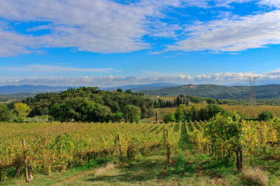 Scenic view of vineyard against sky