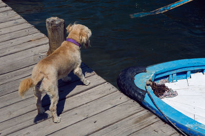 Dog stands on the pier next to the blue rowing boat on the river