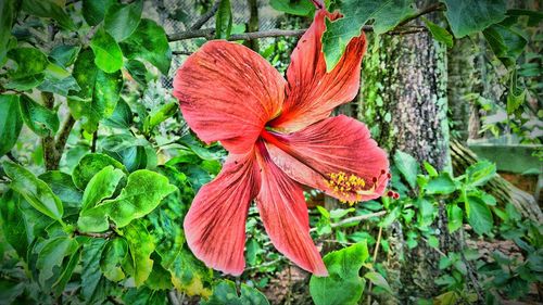 Close-up of orange flower