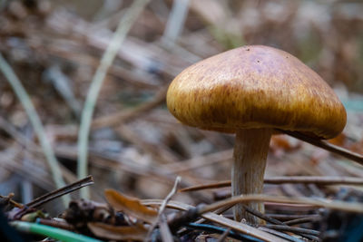 Close-up of mushroom growing on field