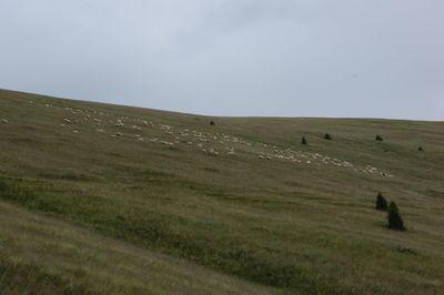Scenic view of grassy field against sky