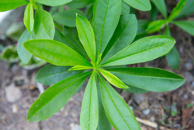 High angle view of plant leaves