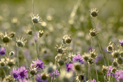 Nature summer background with purple flowers in the meadow at sunset.