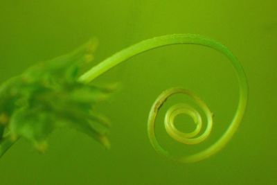 Close-up of spiral plant