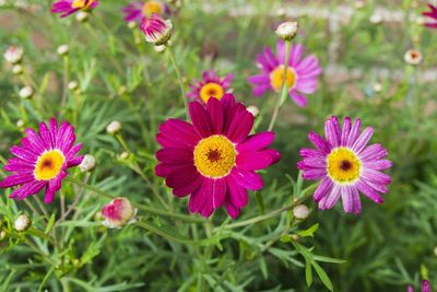 Close-up of pink flowers blooming in field