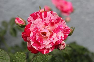 Close-up of pink rose