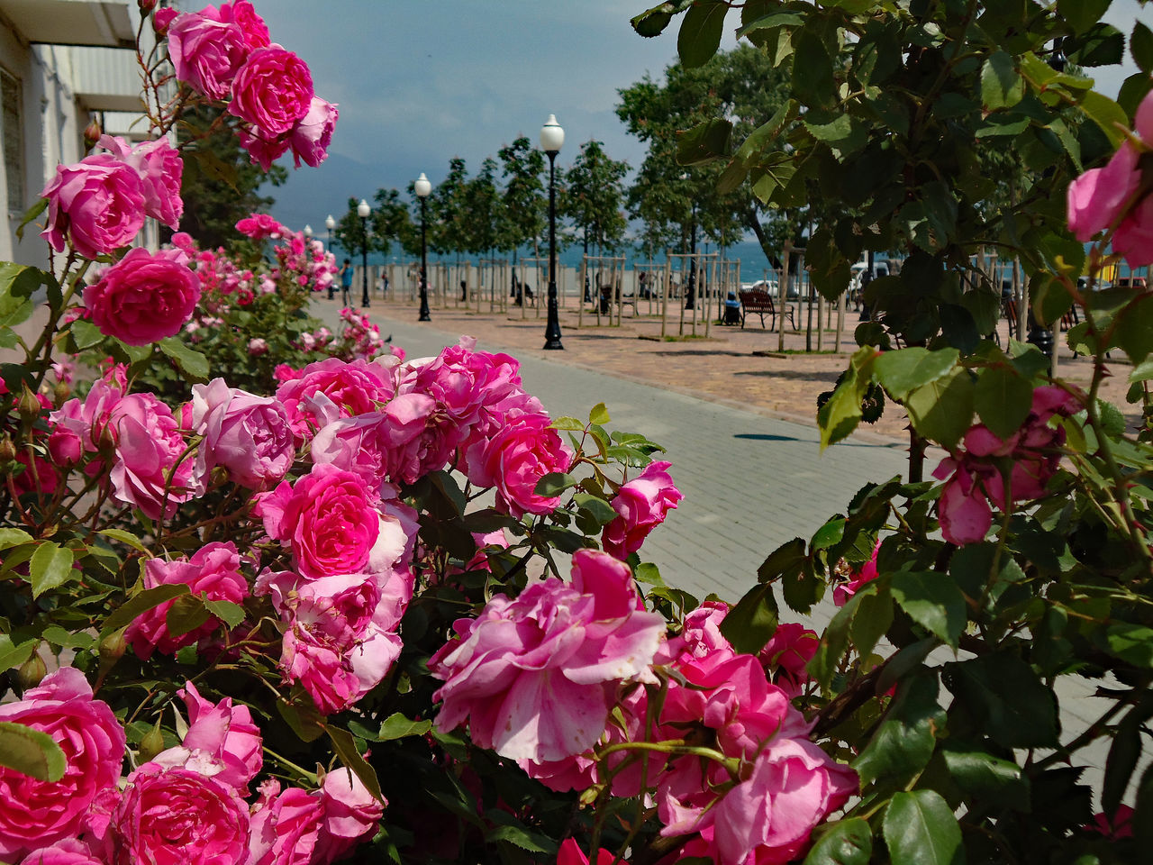 Pink flowers growing on tree