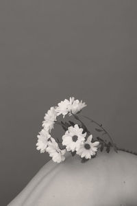 Close-up of hand holding flowering plant