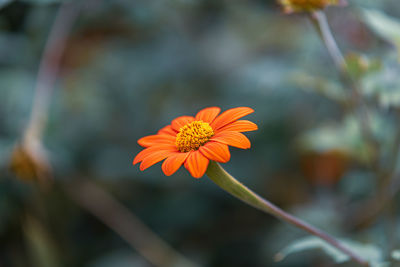 Close-up of orange flower against blurred background