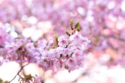 Close-up of cherry blossoms in spring