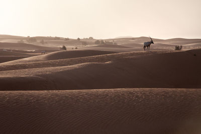 Man on sand dune in desert against sky