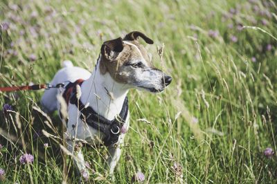 Close-up of a dog on landscape